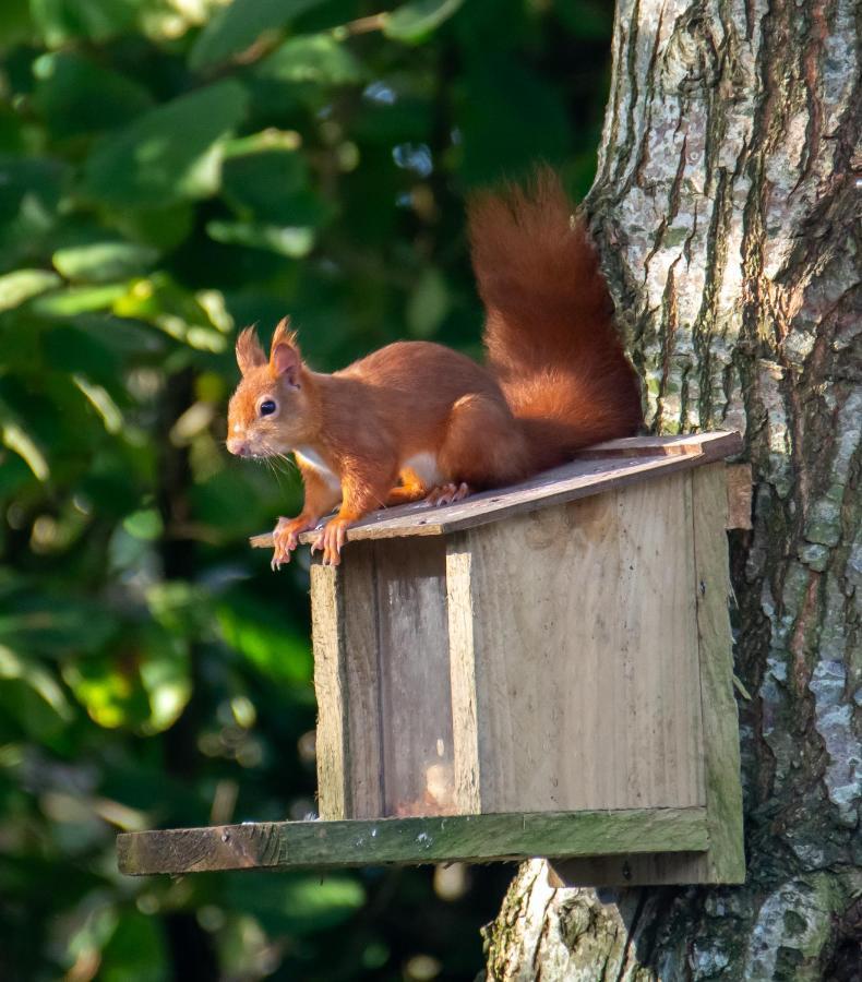 Red Squirrel Holiday Home In The Countryside, 10 Mins To Lligwy Beach Llandyfrydog Eksteriør bilde
